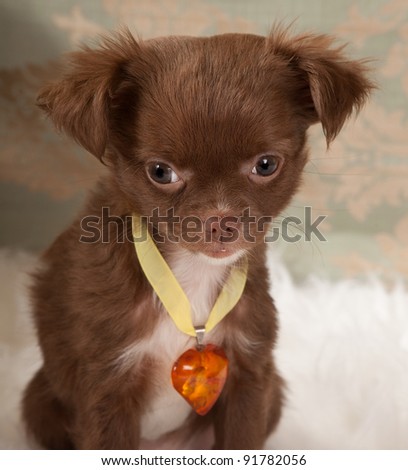 Valentine picture of a chihuahua puppy dog with an amber heart collar