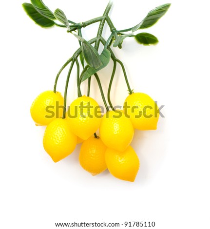 lemons on a tree on a white background