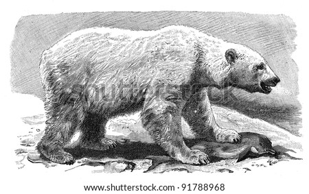 Polar bear (Ursus maritimus) / vintage illustration from Meyers Konversations-Lexikon 1897