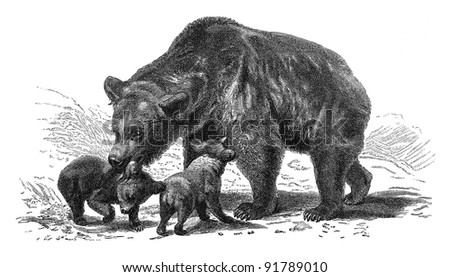 Brown bear (Ursus arctos) / vintage illustration from Meyers Konversations-Lexikon 1897