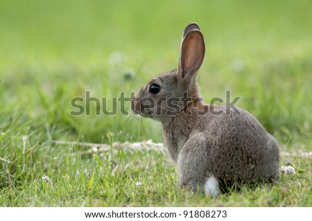 European wild rabbit (Orytolagus cuniculus) on lawn