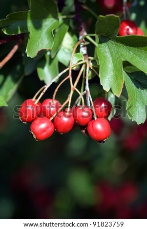 red berries of crataegus spp.