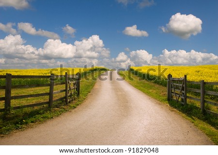 Road through the raps field in a sunny day