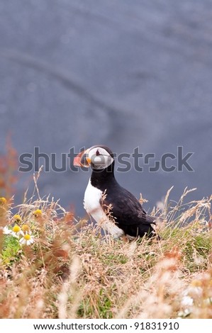 puffin bird - symbol of Iceland