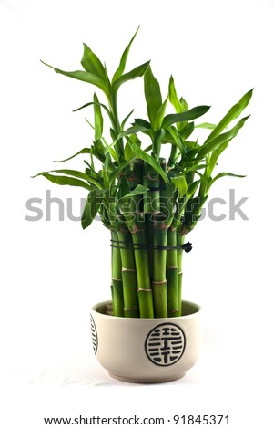 Lucky bamboo (Dracaena sanderiana) in a porcelain pot Royalty-Free Stock Photo #91845371