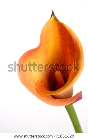 Orange Calla lilies(Zantedeschia) over white Royalty-Free Stock Photo #91851629