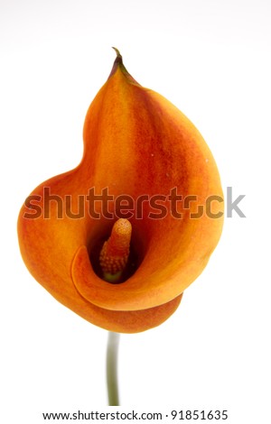 Orange Calla lilies(Zantedeschia) over white Royalty-Free Stock Photo #91851635