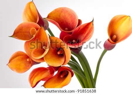 Bouquet of Orange Calla lily (Zantedeschia aethiopica, Arum lily, Varkoor) over white background Royalty-Free Stock Photo #91851638