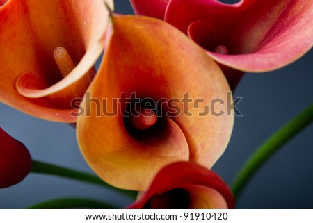Bouquet of orange  Calla lilies(Zantedeschia) over black Royalty-Free Stock Photo #91910420