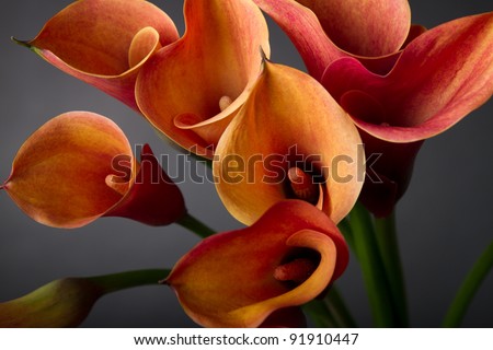 Bouquet of orange Calla lilies (Zantedeschia) over black background Royalty-Free Stock Photo #91910447