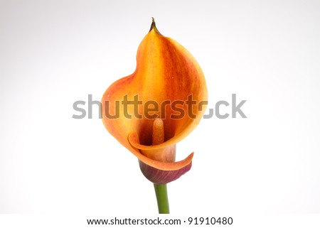 Orange Calla lily(Zantedeschia) over white Royalty-Free Stock Photo #91910480