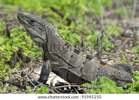 Wild iguana