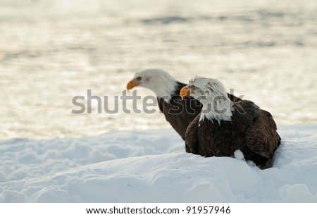  Bald Eagles (Haliaeetus leucocephalus), sitting in snow,