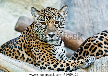 Wild Leopard, taken on a sunny day, can be use for various wild animal concepts and print outs Royalty-Free Stock Photo #91959131