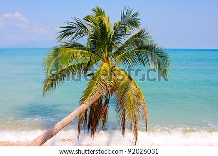 Palm tree over beach. Summer nature view.