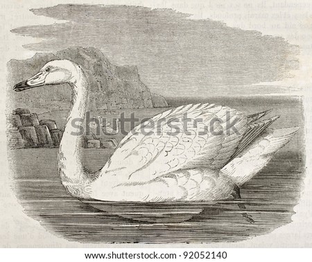 Whistling Swan old illustration (Cygnus columbianus). Created by Kretschmer, published on Merveilles de la Nature, Bailliere et fils, Paris, ca. 1878