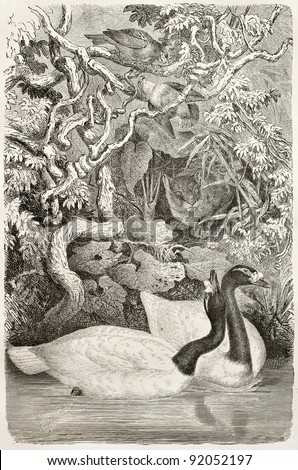 Black-necked Swan old illustration (Cygnus melancoryphus). Created by Kretschmer and Illner, published on Merveilles de la Nature, Bailliere et fils, Paris, ca. 1878