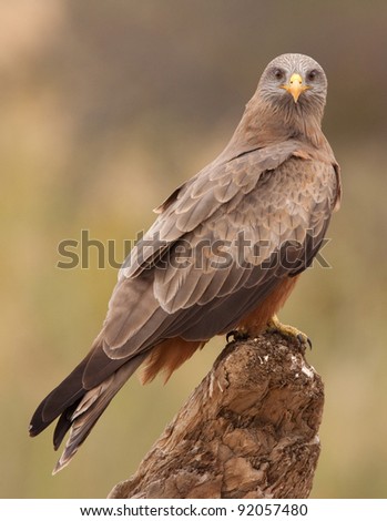 Yellow Billed Kite perched on a log with natural background