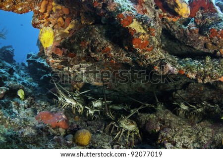 Lots of lobster under a coral overhang