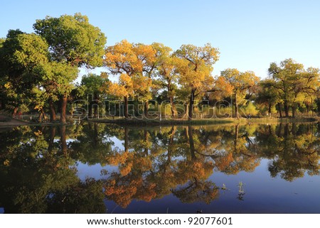 Golden autumn woods around the pond