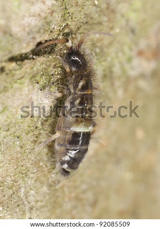 Springtail (Collembola) sitting on wood, extreme close-up with high magnification