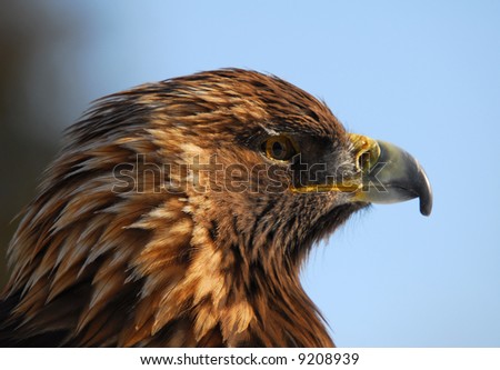 Close-up picture of a Golden Eagle