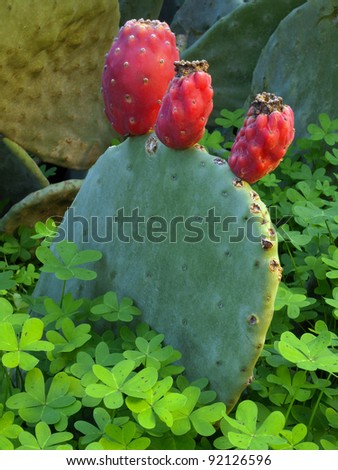 Opuntia cactus wanton whit trefoils
