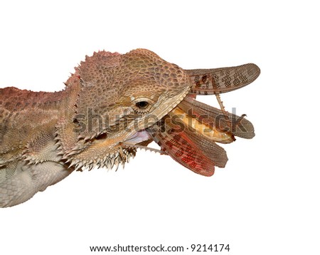 picture of a bearded dragon feeding on a locust