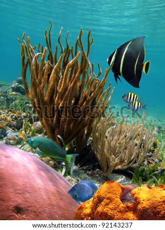 Colorful underwater scene in the Caribbean sea with tropical fish, corals and sponge, Cozumel, Mexico