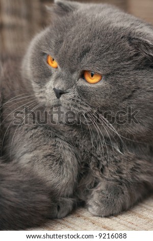 Scottish Fold grey cat orange eyes small ears