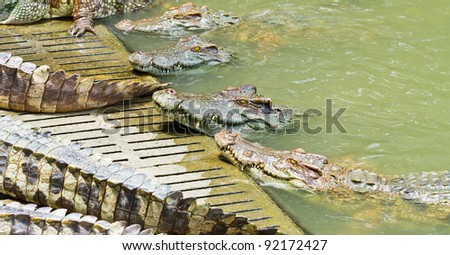 Crocodiles in a farm, Thailand