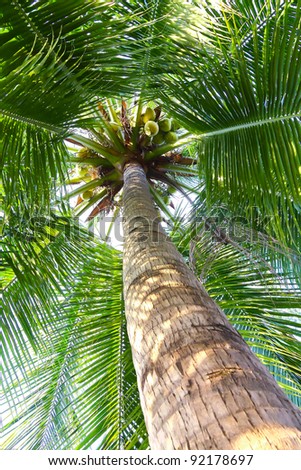 picture of coconut tree.