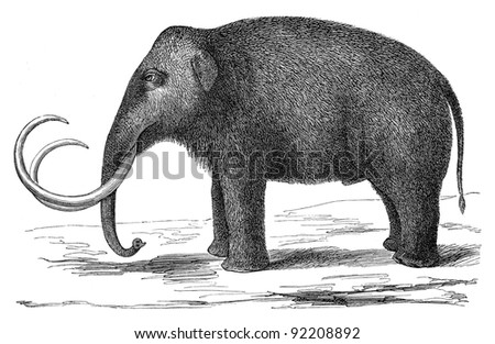 Woolly mammoth (Elephas primigenius) / vintage illustration from Meyers Konversations-Lexikon 1897