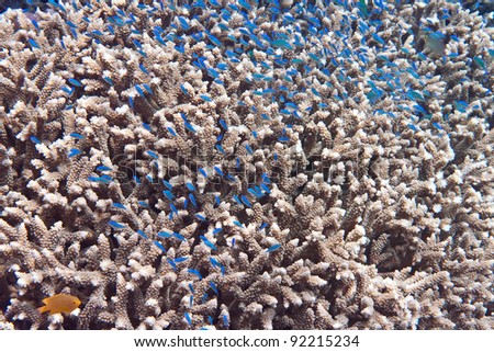 Fishes in corals.