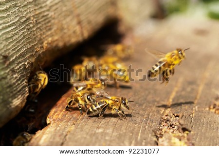 Group of bees near a beehive, in flight Royalty-Free Stock Photo #92231077