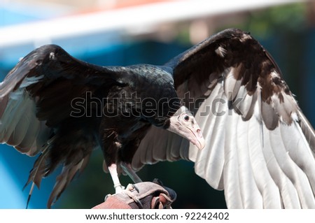 a black vulture is spreading its wing