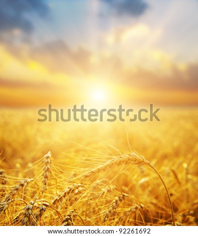 golden wheat field and sunset. soft focus on bottom of picture