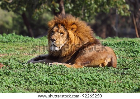 Closeup picture of a male lion resting in the grass