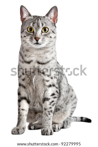 Spotted Egyptian Mau cat sitting and looking straight at camera.  Cat is female and has black spots on a silver with white background.  Isolated