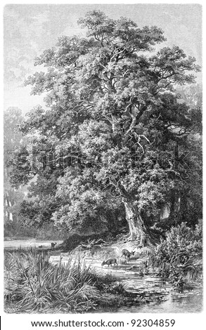 Oak / vintage illustration from Meyers Konversations-Lexikon 1897