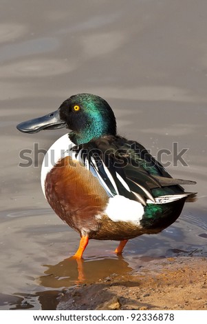 Beautiful Male Mallard Duck beside a pond