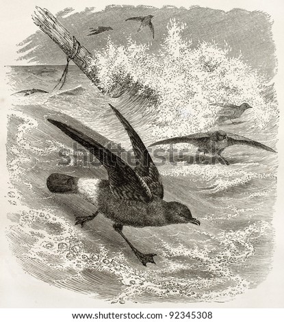 European Storm Petrel old illustration (Hydrobates pelagicus). Created by Kretschmer and Illner, published on Merveilles de la Nature, Bailliere et fils, Paris, ca. 1878