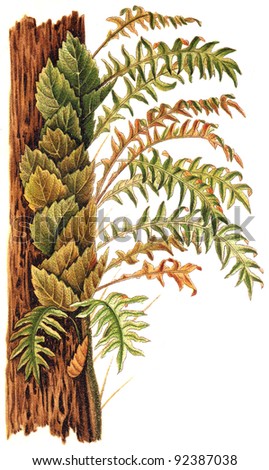 Oak leaf fern (Polypodium quercifolium) / vintage illustration from Meyers Konversations-Lexikon 1897