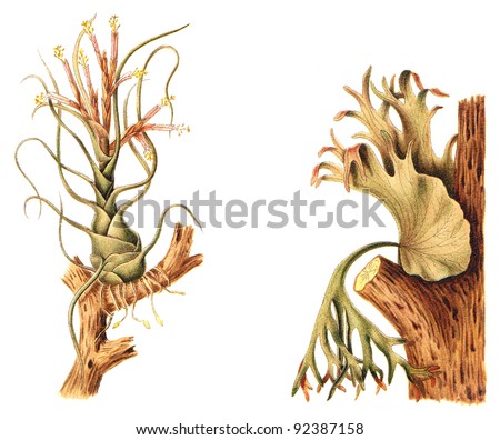 Tillandsia bulbosa (left) and Staghorn or Elkhorn fern (Platycerium grande) (right) / vintage illustration from Meyers Konversations-Lexikon 1897