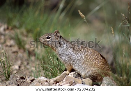 Close view of a squirrel on blur background - USA