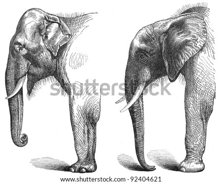 Elephant - Elephas maximus indicus (left) - Loxodonta africana (right) / vintage illustration from Meyers Konversations-Lexikon 1897