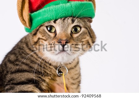 Playful tabby tiger striped cat with holiday elf hat