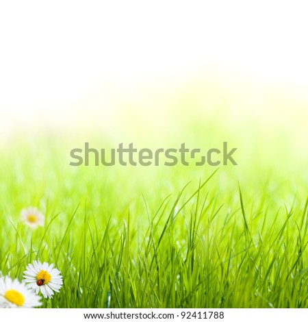 green grass with daisy and ladybug on the left side of the picture. there is blur at the background