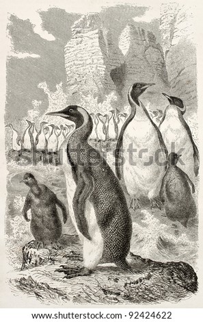 King penguin old illustration (Aptenodytes patagonicus). Created by Kretschmer and Illner, published on Merveilles de la Nature, Bailliere et fils, Paris, ca. 1878