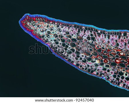 Cross section of a Clivia leaf.  Image enhanced.